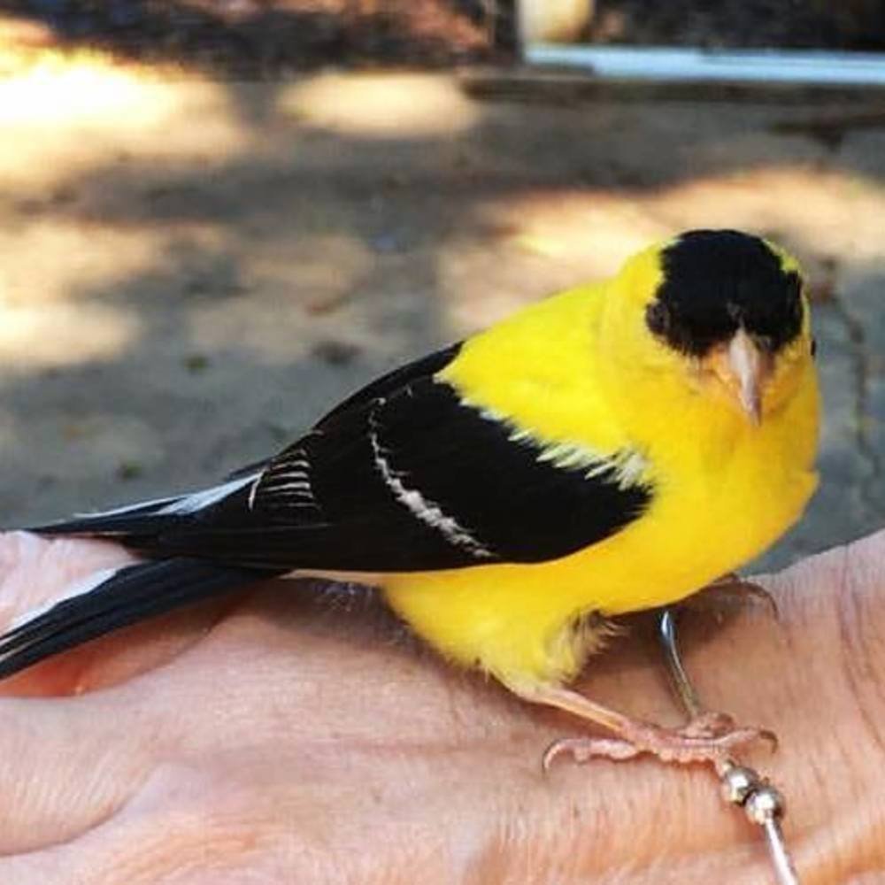 Meet your Posher, Rena